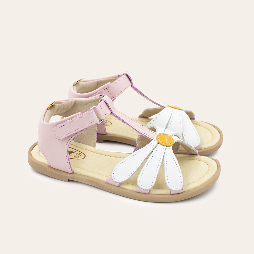 Margarida - Rosa